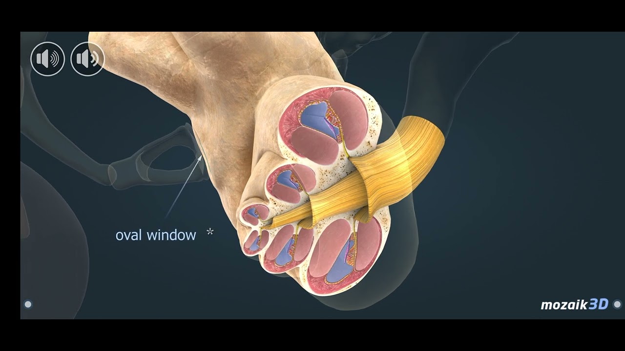 Ear Loading Animation 3D ANIMATION VIDIO/EAR 3D ANIMATION VIDIO - YouTube