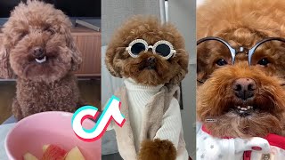 POODLE Dog Compilation!