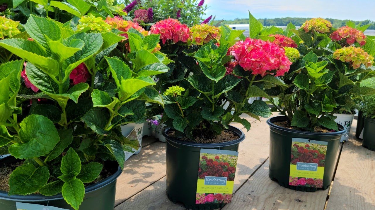 Hydrangea Magical® Crimson // Superb 🌟 Large, LONG-LASTING & Ever-Changing flowers