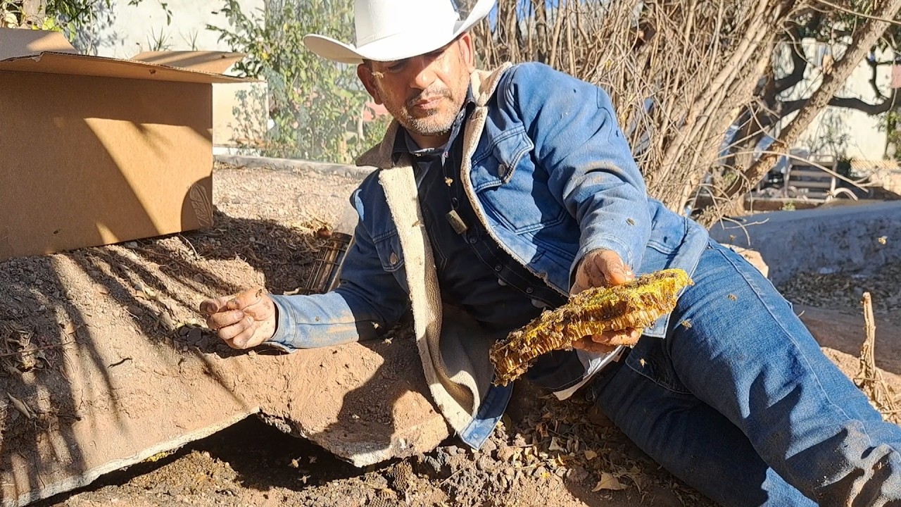 Cómo reubicar abejas #84