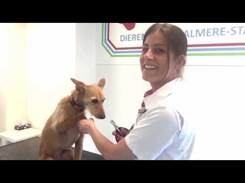 Video: Hoe Train Je Je Hond Om Zijn Nagels Te Knippen?