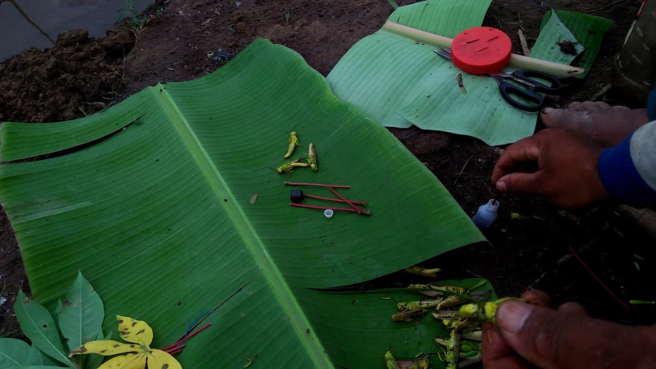 Cara jitu dan tepat Bunuh tikus dengan umpan walang + timek,, @petani