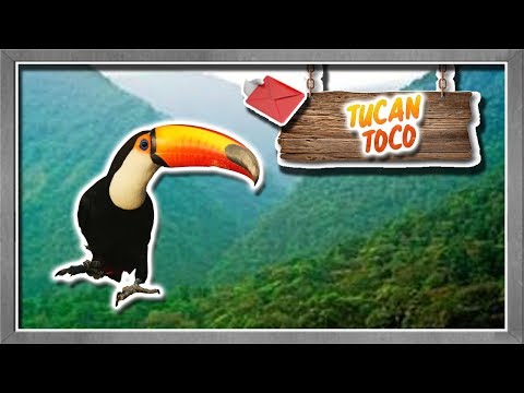 Tucano toco |L&rsquo;uccello con il becco più bello del mondo| (Animali del mondo) | Richiesta |