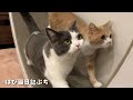 歩けるようになるのが一番遅かったビビの成長が愛おしい🐱