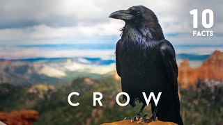 Celebrity 10 Facts About Crow Net Worth
