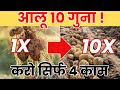 आलू की पैदावार होगी दोगुनी! बस करें ये 4 काम | Potato Farming Tips