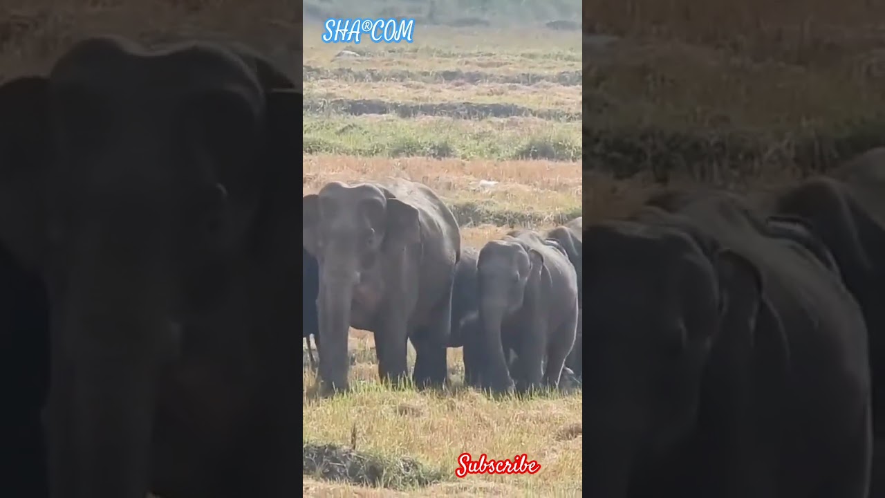 Wild Elephant Herd 