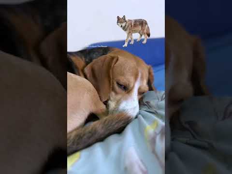 Video: Apakah anjing beagle banyak tidur?