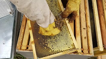 Installing Bee Packages in Cold Weather