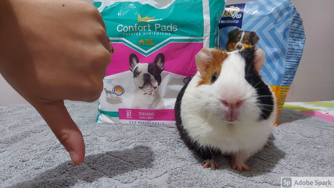 NÃO USE MAIS TAPETES HIGIÊNICOS NO CERCADO DO SEU PORQUINHO DA ÍNDIA!