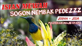 MASTERAN SOGON NEMBAK PANJANG FULL tembakan DURASI PANJANG untuk MURAI BATU