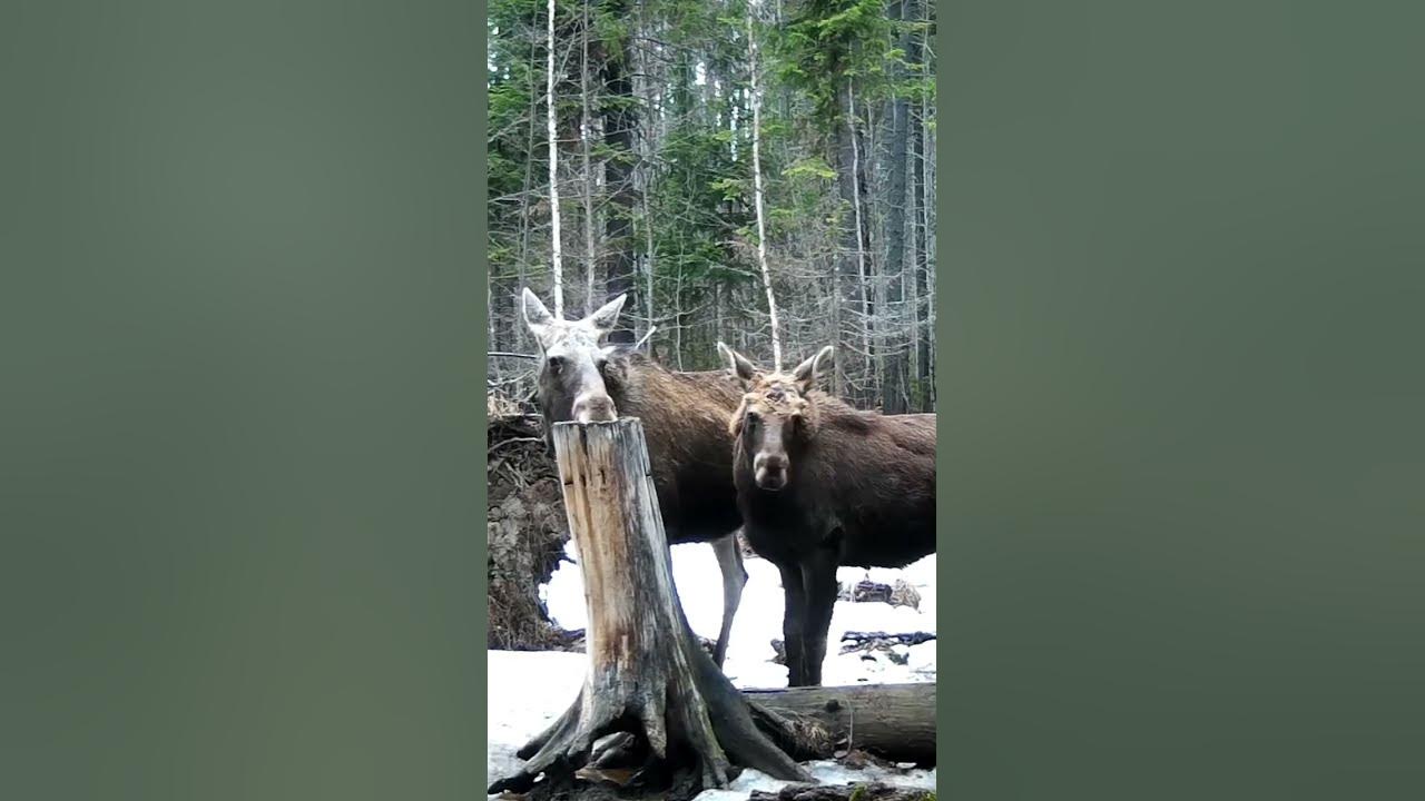 Звуки лося слушать