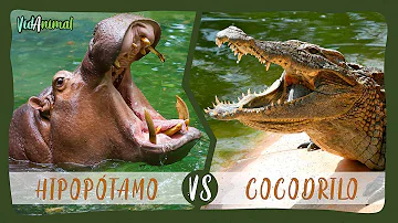 ¿Quién gana hipopótamo o cocodrilo?