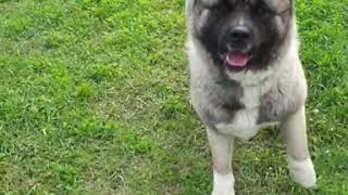 Американская акита / american akita