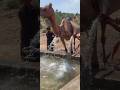 لقد وصل الأولاد إلى أعلى الدرج بالماء ويقومون بتفريغه