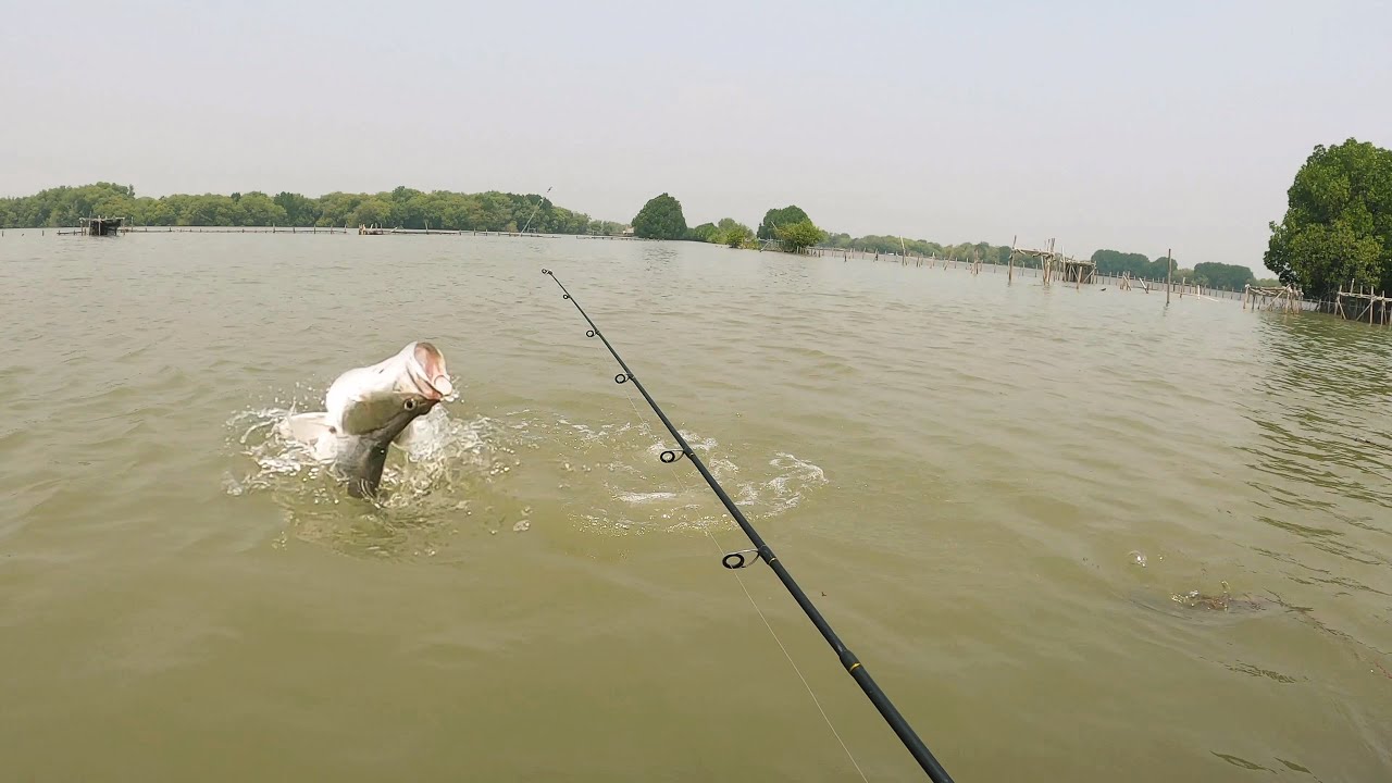 Bikin Pusing..!! Jika Mancing Kakap Putih Yang Lagi Lapar, Muara Gembong