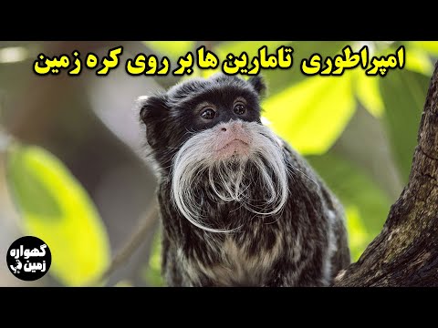 تصویری: تامارین امپراتور میمون: ویژگی های گونه، زیستگاه، تغذیه