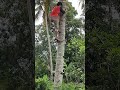 Ref:MMiS4sqxPso Test alat pemanjat pohon klapa#pejuangrupiah