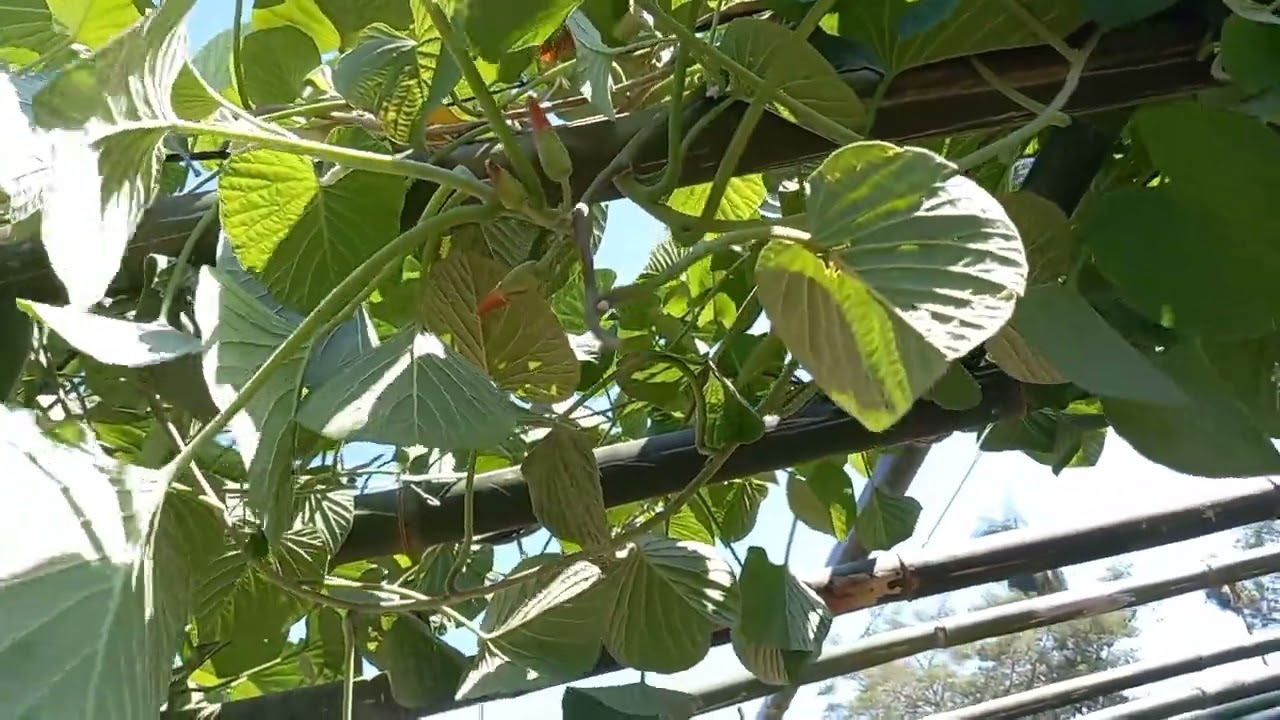  A ipomeia africana..tá crescendo ..fiz pergolado.
