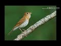 Veery thrush song slowed down by 13 of original speed