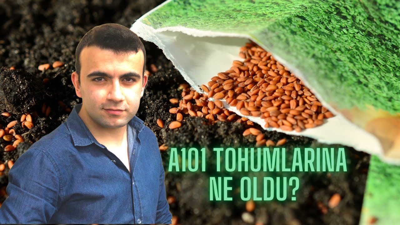 A101 TOHUMLARI NE DURUMDA?? (Papatyalar, kadife çiçeği, ipek çiçeği ve diğer çiçekler)