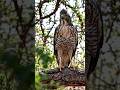 [POV] Camouflage Camera Captures Elusive Gabar Goshawk Deep in the Woods