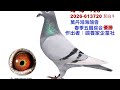 鴿養家企業社-全台獨家首拍會2026-613720灰白母，本身鴻海鴿會五關綜合優勝。#恆盟賽鴿網 #鴿養家企業社#完翔鴿#拍賣鴿