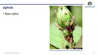 Caring for Roses in South Dakota: Beetles, and aphids, and scales by SDSU Extension 98 views 1 month ago 59 minutes