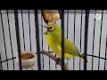 Dakun Bukpar Mewah Paruh Hampir Sobek Suara Bening Mp3 - Mp4 Download