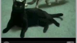 Talking Kitty Cat 13 - Secret TK Footage