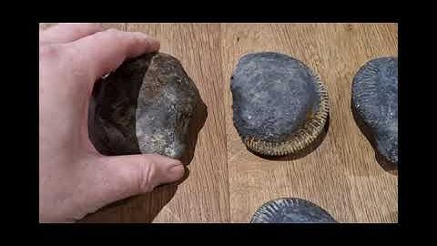 Fossil hunting with marine reptile bones found Sandsend Whitby #fathersonfossils7003 #ammonites