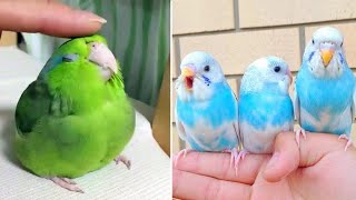Baby Animals 🔴 Funny Parrots and Cute Birds Compilation (2020) Loros Adorables Recopilación #10