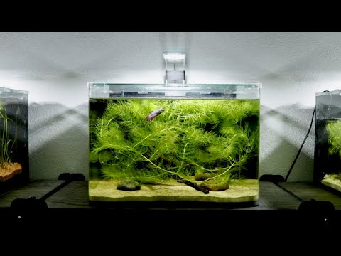 Video: Nedsänkt Hornwort