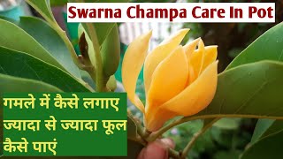 Swarna Champa Care In Pot, Maglonia Champaca/Son Champa, Fragrance Flowering Plant Care Tips 🌿