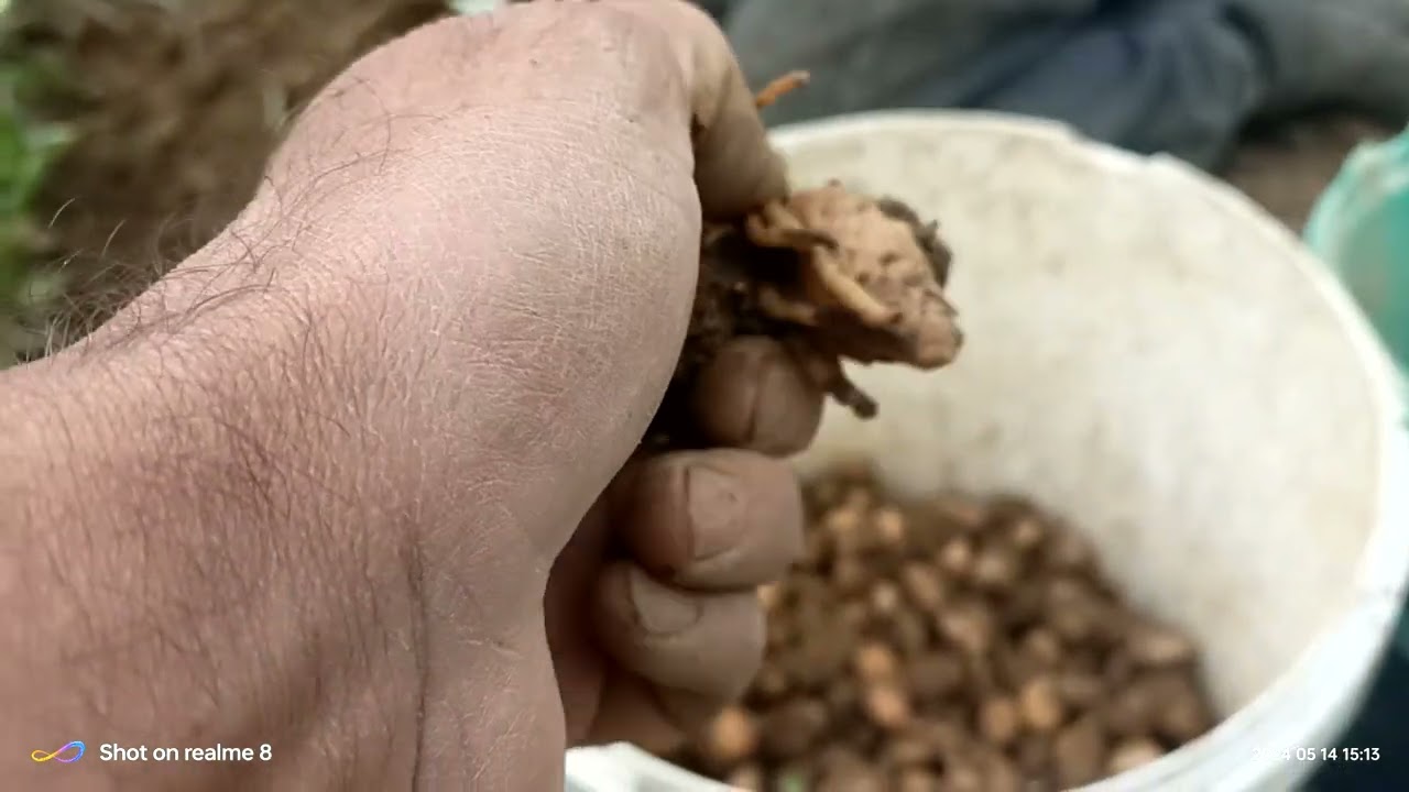 Salep hasadi devam ediyor ( 14.05.2024 )