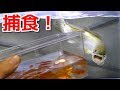 腹ペコの肉食魚、アミアカルヴァに大量の金魚を与えた結果・・・！