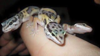 How To Prepare For Your First Leopard Gecko, The Right Way!