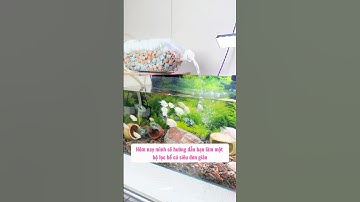 Tự làm bộ lọc bể cá siêu đơn giản – tiết kiệm chi phí   #oanhmeca #thuysinh #setup #fish