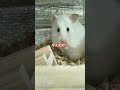 パンチゆき