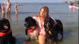 On Brambilla Grazie Per Dog Beach In Italia, Accolto Mio Appello