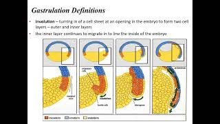 Lecture 18C Development Morphogenesis for General Biology