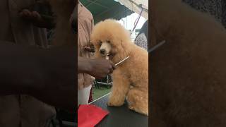 Poodles getting groomed for Dog show #poodle #dog #shorts #ghdogtv