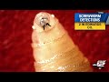 3 new screwworm cases detected in 24 hours, USDA says