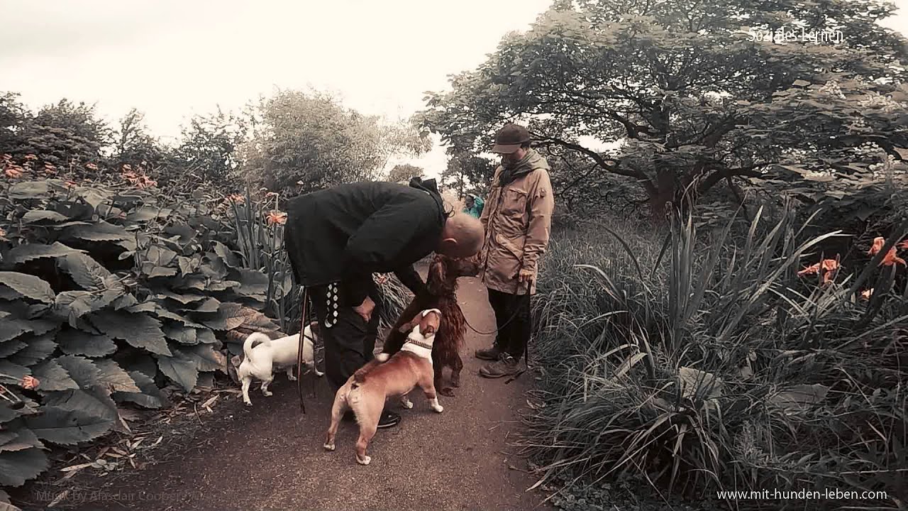 Jack Russell Terrier - Miniatur Bullterrier