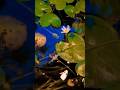 mini pond | beautiful pond for house | natural beauty #villagepond #koi #guppy #aquascape