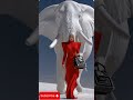 Red Couture &amp; White Elephant | Surreal Futuristic Fashion.  #futuristicfashion #whiteelephant