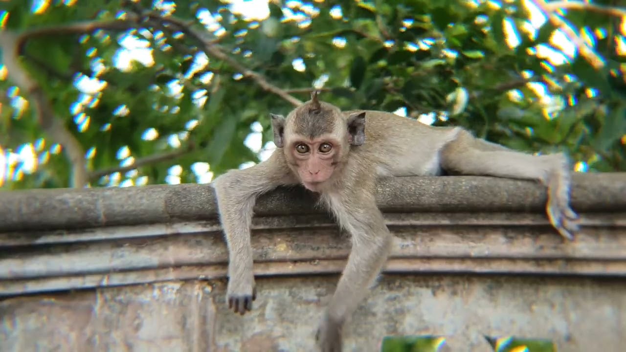 Real Jungle Life Nature of Wild Monkeys 