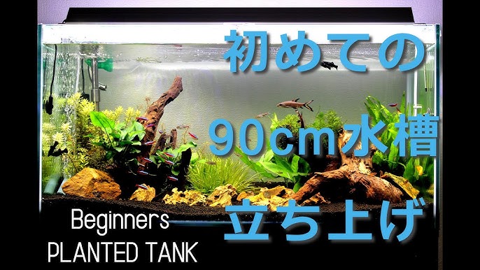 アクアリウム 90 水槽 ポリプテルス ヘラブナ混泳 Youtube アクアリウム 90 水槽 ポリプテルス ヘラブナ混泳 Youtube