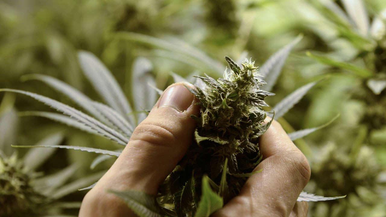 Washington State Legal Marijuana Growers Struggle to Sell Their Product Due to Oversupply