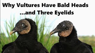 Why Vultures Have Bald Heads And Three Eyelids  A Mini Documentary